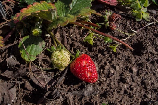 plant of strawberries with the fruit