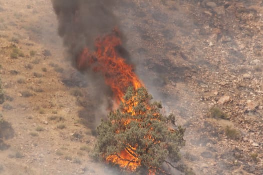 Desert fire with burning bushes and brush