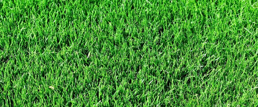 Grass background or texture