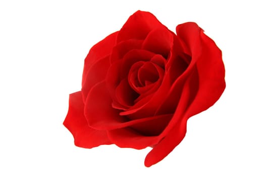 Isolated red rose on white background