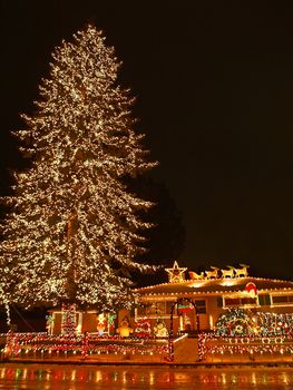 A large evergreen tree is decorated with from top to bottom with Christmas lights
