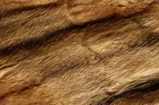 Close up of an animal colored fur texture