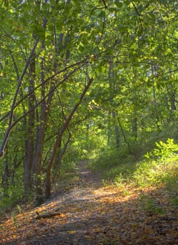 Image of a forest in early autumn.