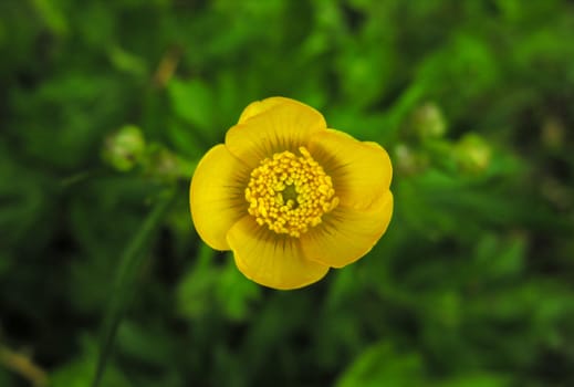 close up shot of beautiful yellow flower