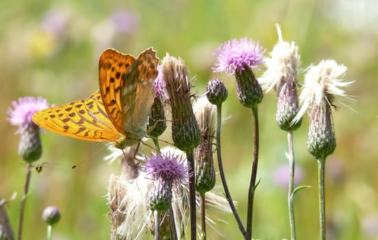 an orange butterfly on the flowers