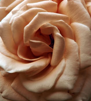 pink rose close up