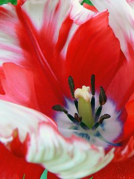 red flower close up