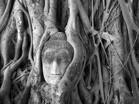 ancient buddha statue in the roots black and white