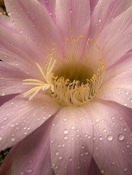 pink flower close up