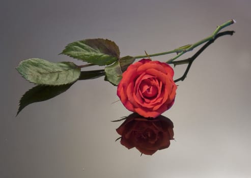 red rose still life