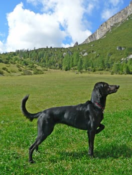 portrait of a dog in mountain