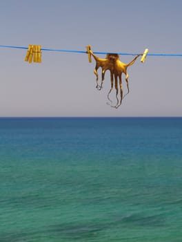 cuttlefish hung up for drying in the sun