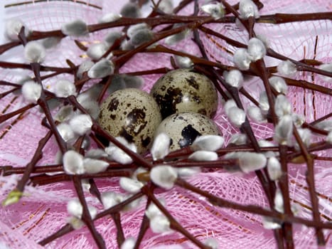 The image of eggs of a female quail and branches of a willow on a pink background