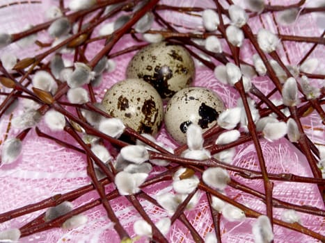 The image of eggs of a female quail and branches of a willow on a pink background