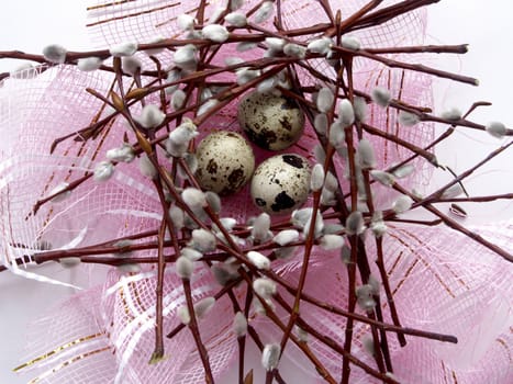 The image of eggs of a female quail and branches of a willow on a pink background