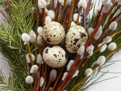 The image of eggs of a female quail on branches of a willow and a fur-tree