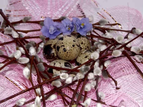 The image of eggs of a female quail, willow and violets on a pink background