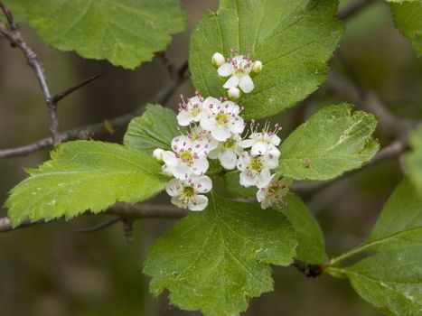 The image of flowers of a hawthorn