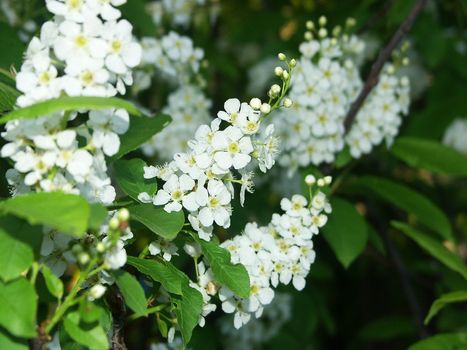 The image of inflorescences of a bird cherry during flowering