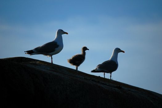 Norwegian seagulls in profile.
