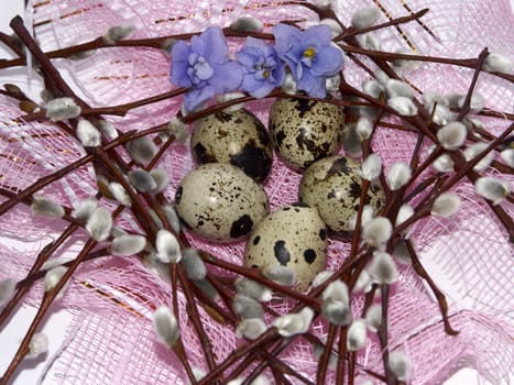 The image of eggs of a female quail, willow and violets on a pink background