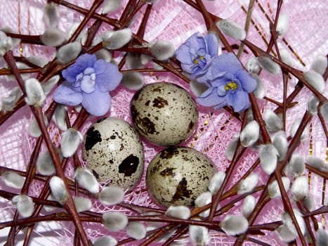 The image of eggs of a female quail, willow and violets on a pink background