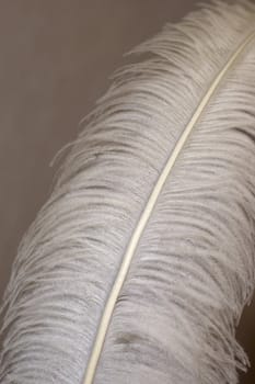 Gray Ostrich Feather Against Background.