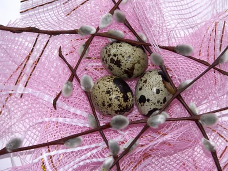 The image of eggs of a female quail and branches of a willow on a pink background