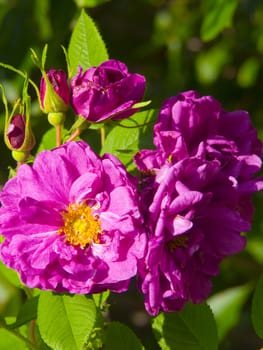 Image of buds of a wild dogrose