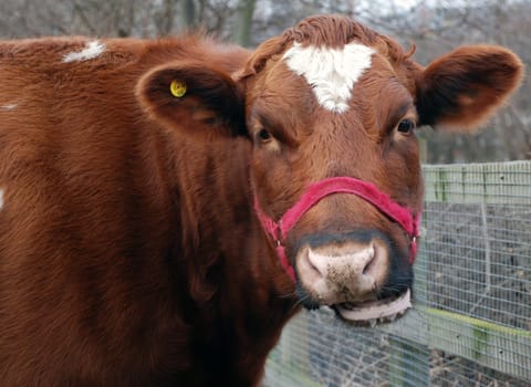 A photograph of a cow chewing the cud