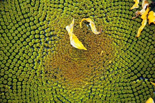 A close-up photograph of the spiral formation of disc florets of a prize-winning sunflower. The spirals make up what is known as the Golden Angle, a pattern of interconnecting spirals where the number of left spirals and the number of right spirals are successive Fibonacci numbers. The sunflower is the state flower of the U.S. state of Kansas, and one of the city flowers of Kitakyushu, Japan. The sunflower is often used as a symbol of green ideology, much as the red rose is a symbol of socialism or social democracy. The sunflower is also the symbol of the Vegan Society.