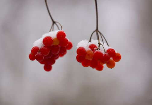 Snow on red berries in a close up macro image