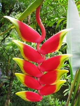 A neat Hawaiian Plant