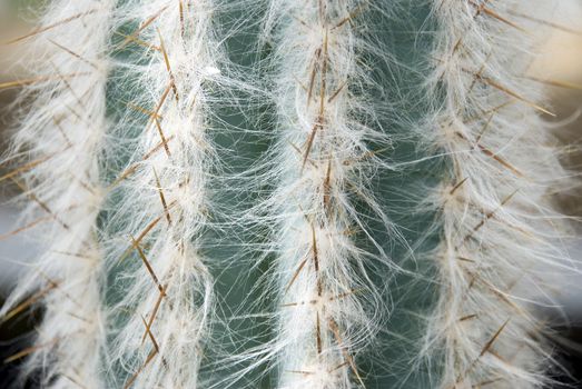 Background from a prickly cactus with very original thorns