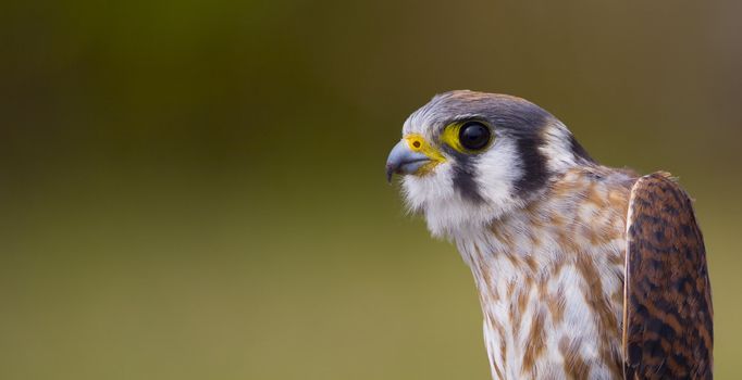 A portrait of a female American Kestrel (falco sparverius) (also known as the sparrow hawk) about to be released after being banded.