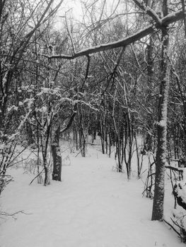 A path into a shelter belt of trees after a fresh snow.