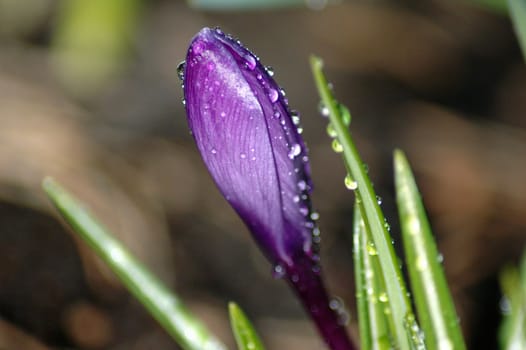 Wet Norwegian Crocus.