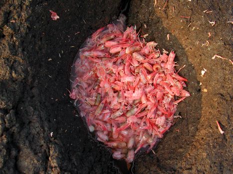 Shell from Shrimps. (trash)
In Norwegian: Reker, Rekeskall.