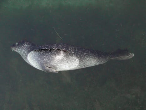 Dead Seal.
Norwegian Coastline, Vestfold, Larvik.