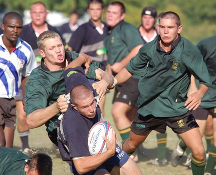 The scrumhalf with the ball  in a rugby football match (Editorial)