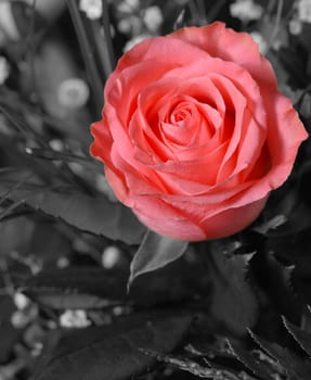 Bouquet of roses. A composition from gentle pink roses