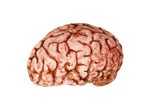 human brain