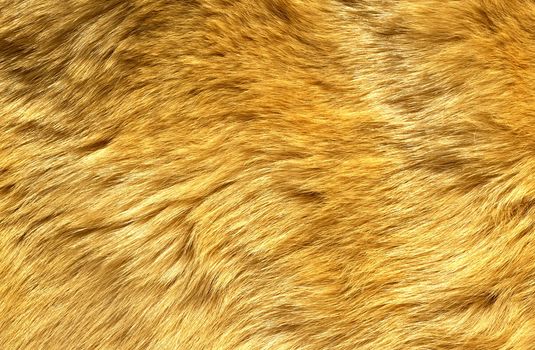 Close-up of ginger cat fur for texture or background