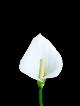 White calla with elegant curves on black