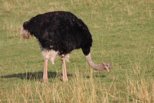 Picture of a big and beautiful african ostrich