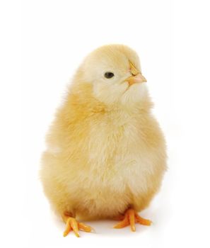 Baby chicken close up on white background