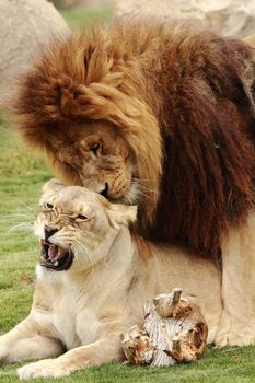 two beautiful lions making love