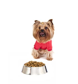 Yorkshire terrier with food