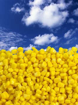 Sweet corn with beautiful sky