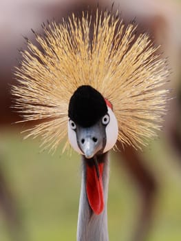 picture of a beautiful crowned crane